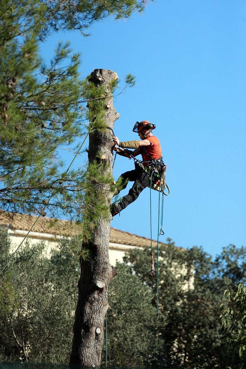 Pruning trees using a liftarm