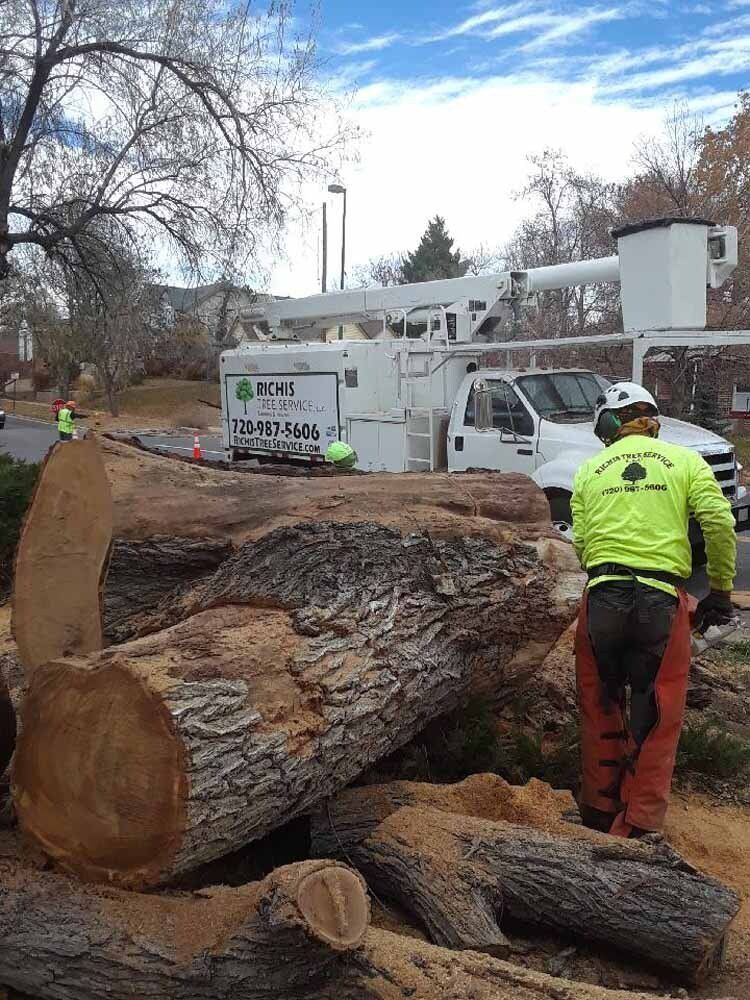 A man is standing next to a large tree stump.