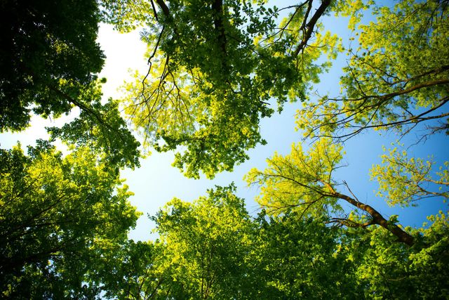 Pruning trees using a liftarm
