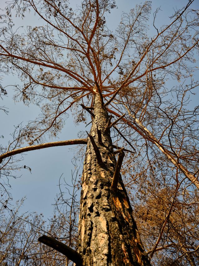 Pruning trees using a liftarm
