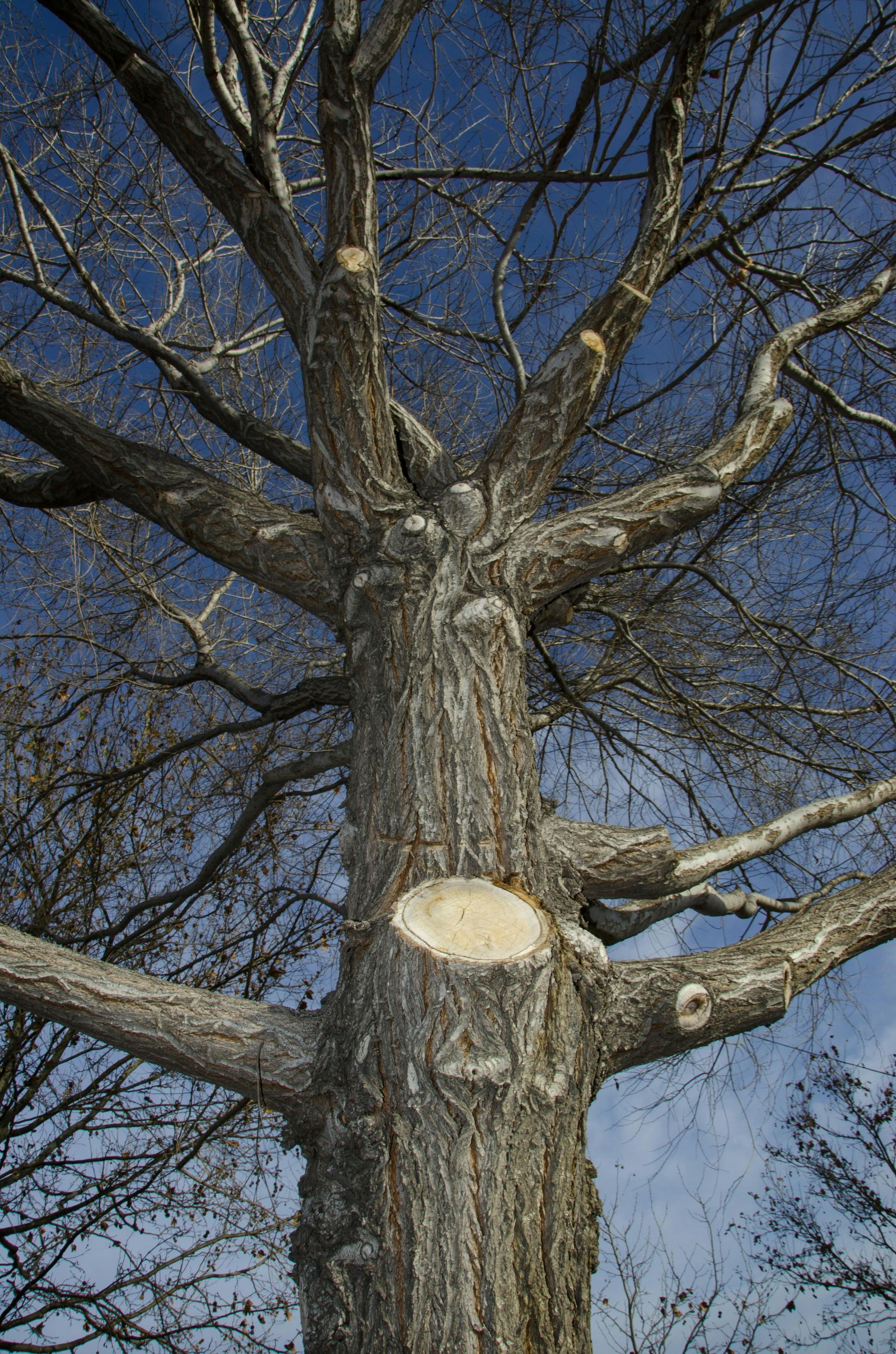 Pruning trees using a liftarm